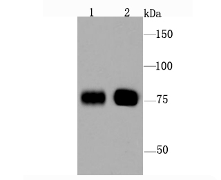 Bag3 Rabbit mAb