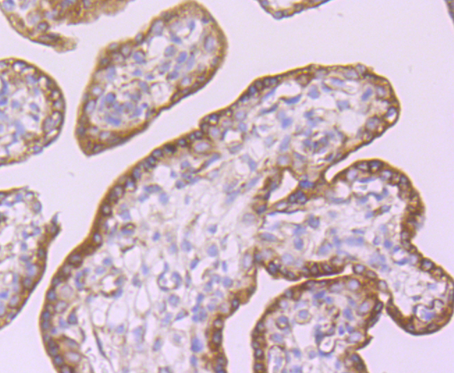 CD39 Rabbit mAb