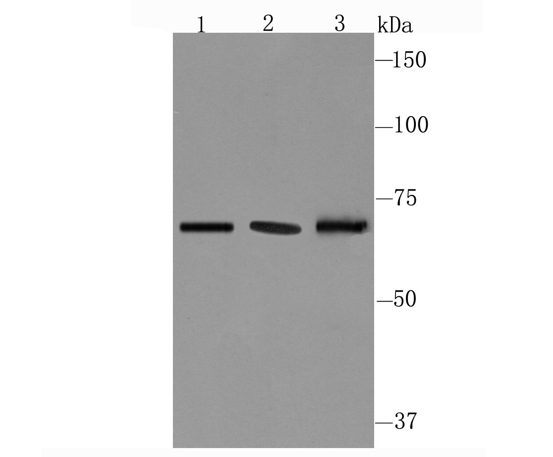 CD39 Rabbit mAb