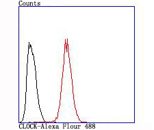 CLOCK Rabbit mAb