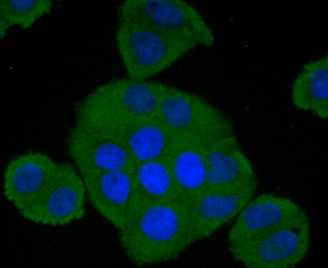 Factor H Rabbit mAb