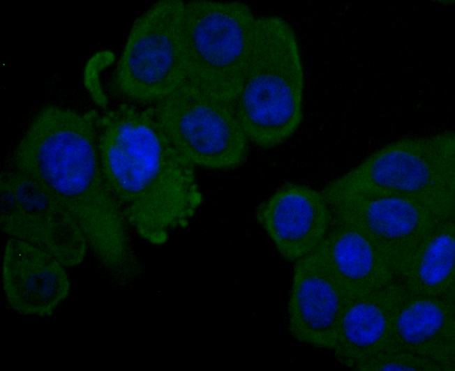 Factor H Rabbit mAb