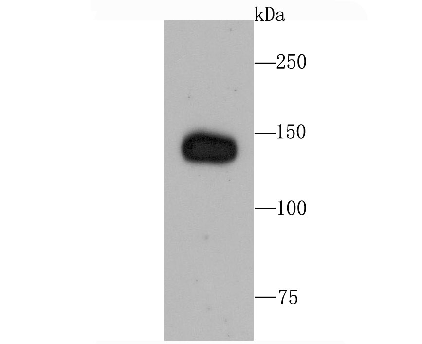 Factor H Rabbit mAb