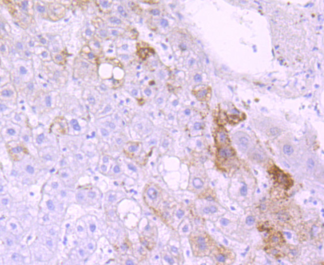 Cytochrome P450 3A4 Rabbit mAb