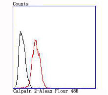 Calpain 2 Rabbit mAb