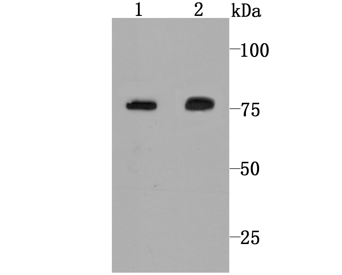 Calpain 2 Rabbit mAb