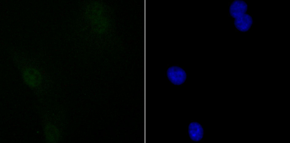 mSin3A Rabbit mAb