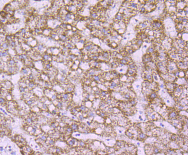 Peroxiredoxin 3 Rabbit mAb