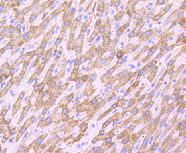 Peroxiredoxin 3 Rabbit mAb