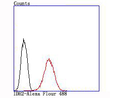 IDH2 Rabbit mAb