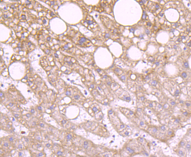 IDH2 Rabbit mAb