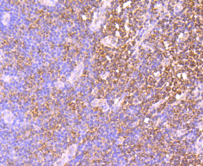 IDH2 Rabbit mAb