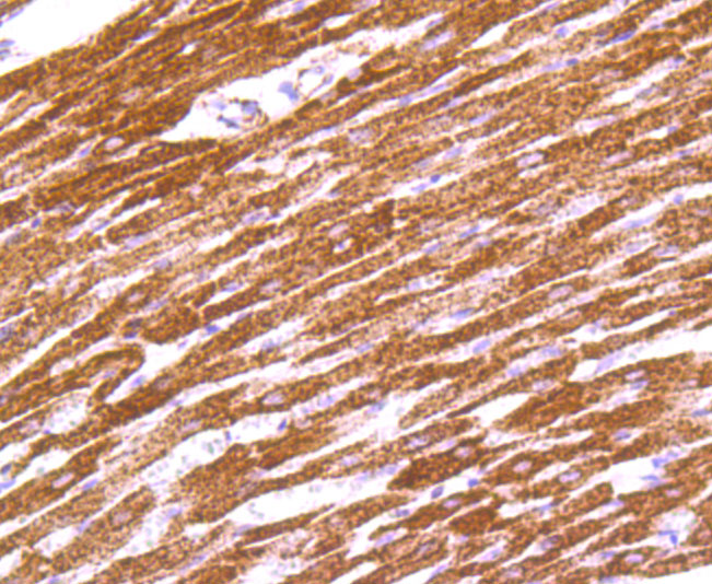 IDH2 Rabbit mAb