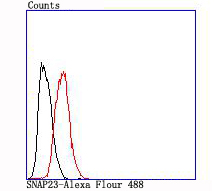 SNAP23 Rabbit mAb