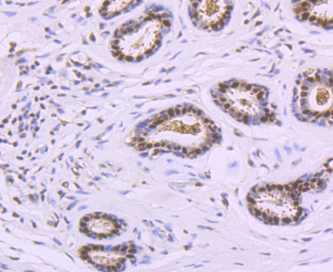 DNA Polymerase beta Rabbit mAb