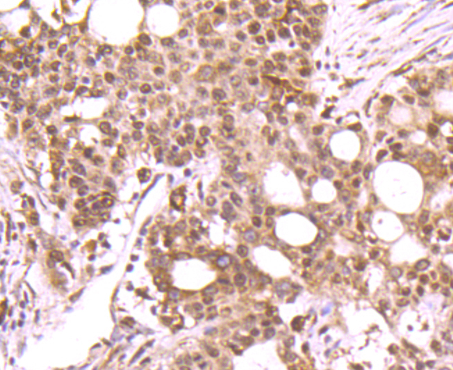 DNA Polymerase beta Rabbit mAb