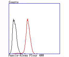 Fascin Rabbit mAb