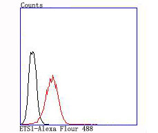 ETS1 Rabbit mAb