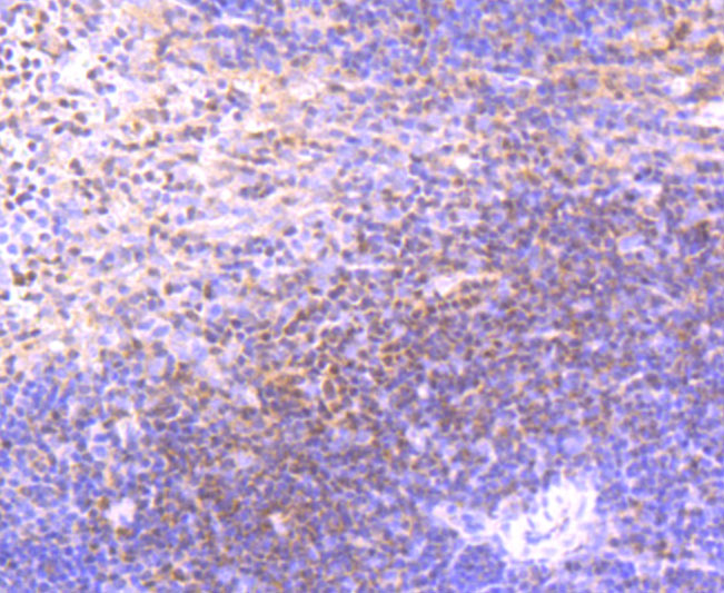 ETS1 Rabbit mAb