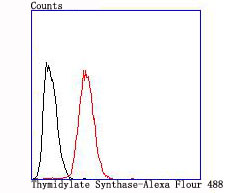 Thymidylate Synthase Rabbit mAb