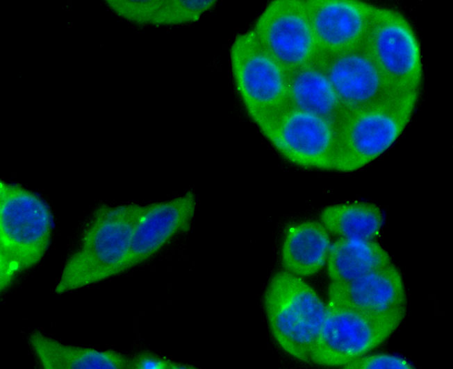 Cytochrome P450 2D6 Rabbit mAb