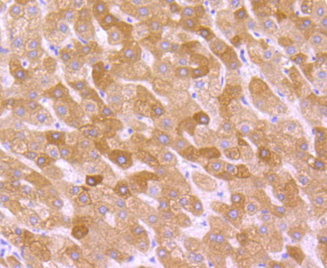 Cytochrome P450 2D6 Rabbit mAb