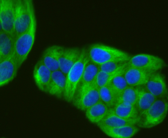 alpha Tubulin 4A Rabbit mAb