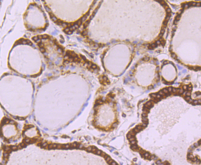 alpha Tubulin 4A Rabbit mAb