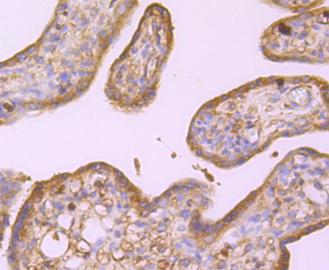 alpha Tubulin 4A Rabbit mAb