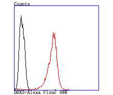 DDX5 Rabbit mAb