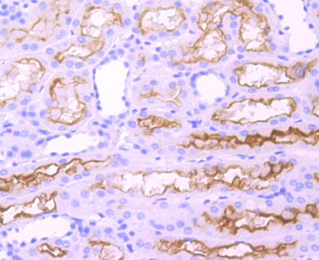 ACE Rabbit mAb