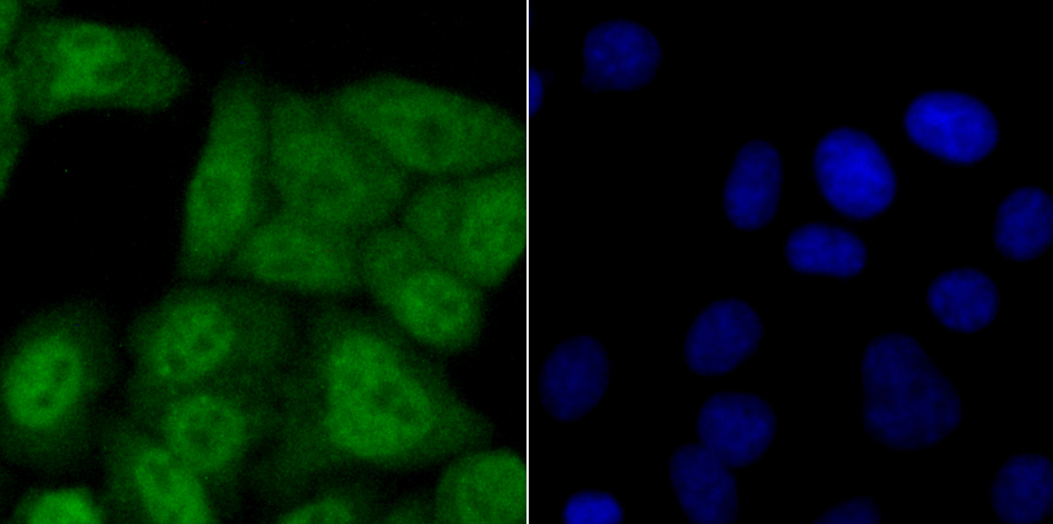 USP11 Rabbit mAb