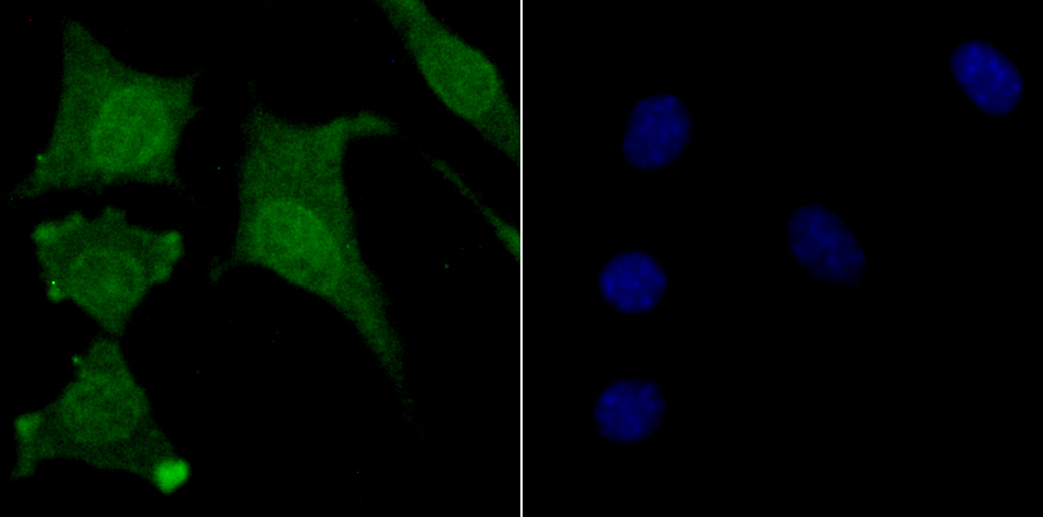 USP11 Rabbit mAb