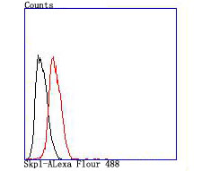 Skp1 Rabbit mAb