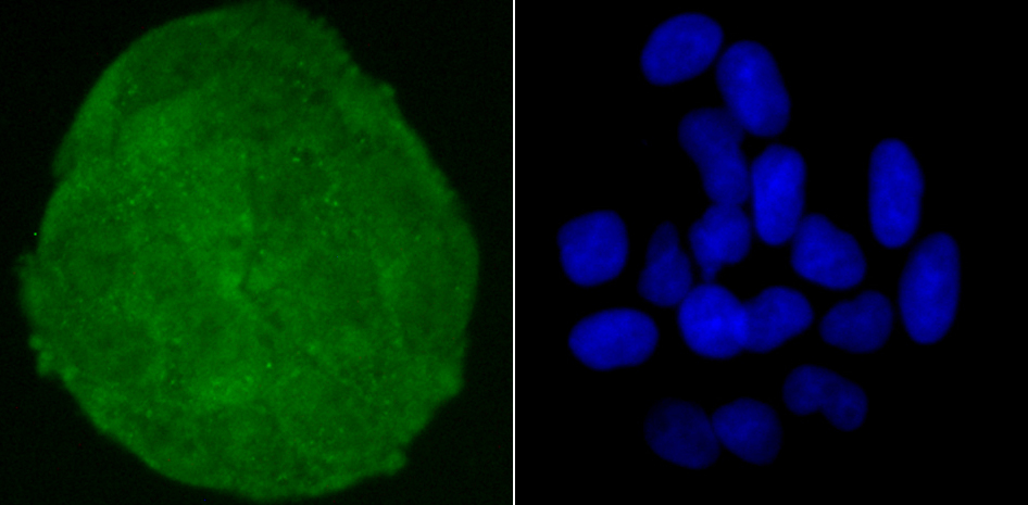 Skp1 Rabbit mAb