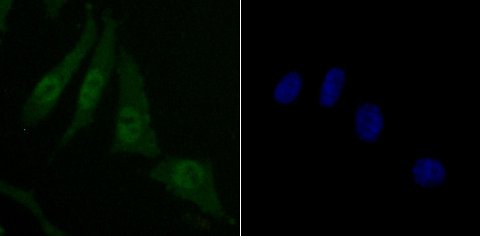 Skp1 Rabbit mAb