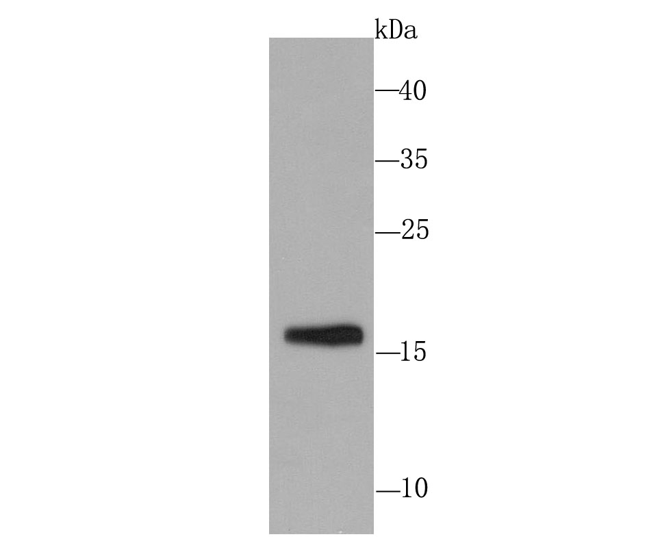 Skp1 Rabbit mAb