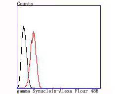 gamma Synuclein Rabbit mAb