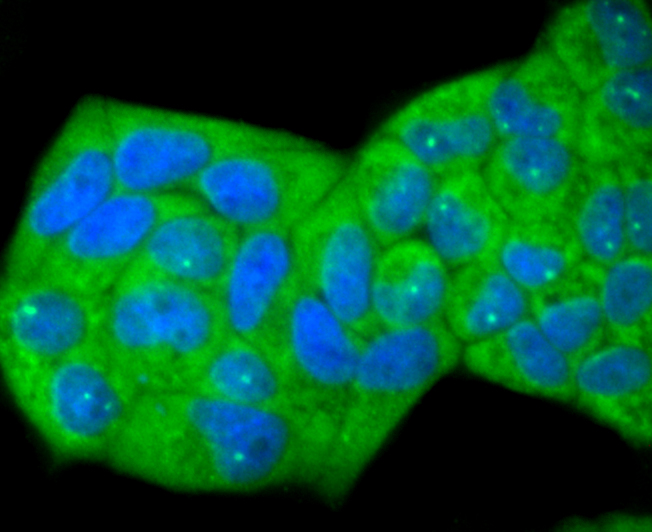 Id1 Rabbit mAb