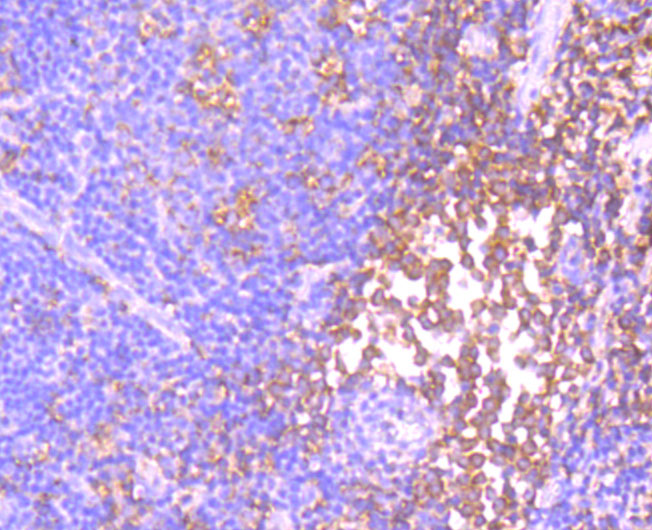 Id1 Rabbit mAb