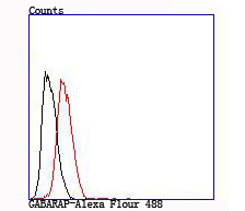 GABARAP Rabbit mAb