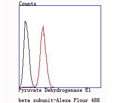 Pyruvate Dehydrogenase E1 beta subunit Rabbit mAb