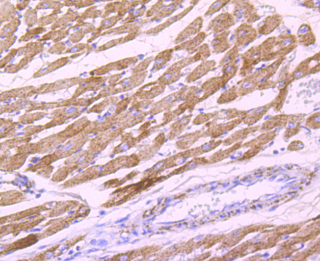 Pyruvate Dehydrogenase E1 beta subunit Rabbit mAb