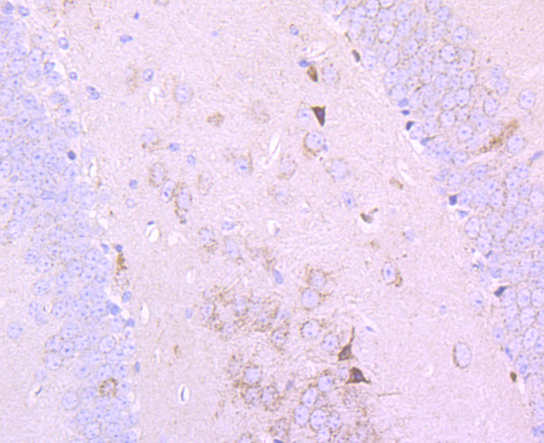 Pyruvate Dehydrogenase E1 beta subunit Rabbit mAb