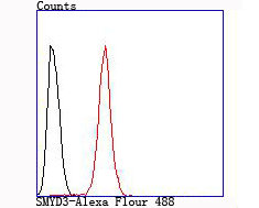 SMYD3 Rabbit mAb