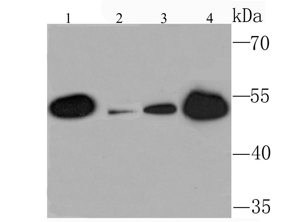 KMT5A/SETD8/Pr-SET7 Rabbit mAb