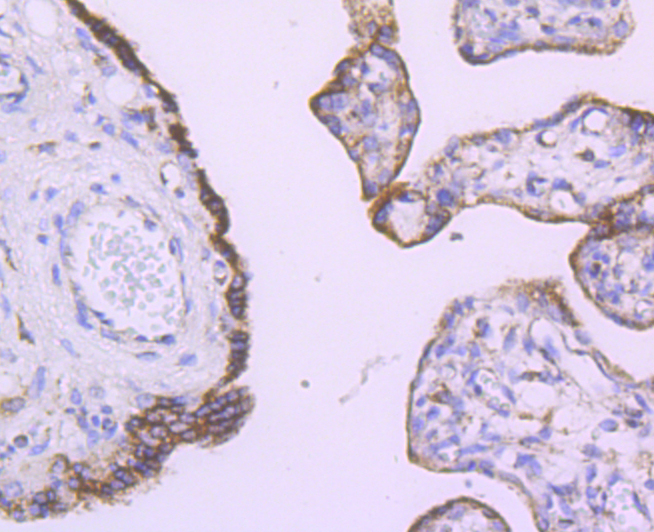 Angiopoietin 2 Rabbit mAb