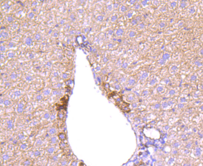 Angiopoietin 2 Rabbit mAb