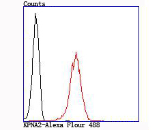 KPNA2 Rabbit mAb