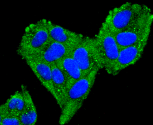 mtTFA Rabbit mAb